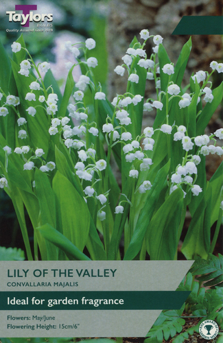 Lily Of The Valley (Convallaria majalis)