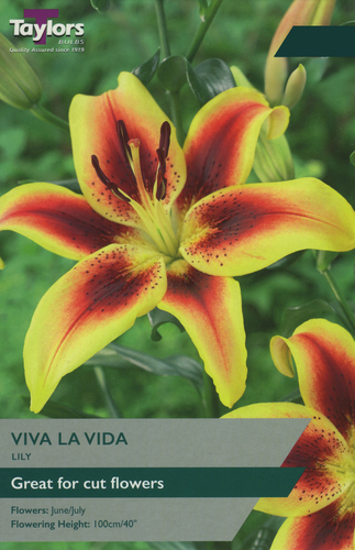 Lily Viva La Vida