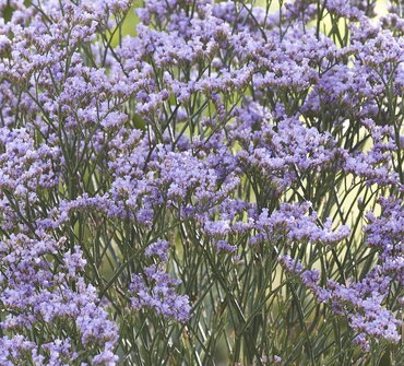 Limonium Dazzle Rocks 3 Litre