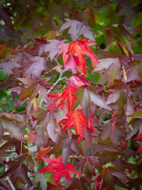 Liquidambar Slender Silhouette 12 Litre