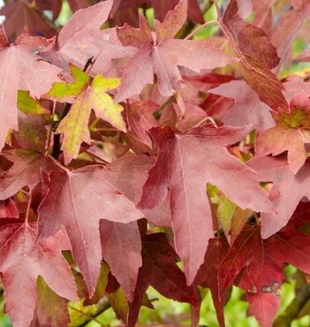 Liquidambar Styraciflua Worplesdon 4 Litre