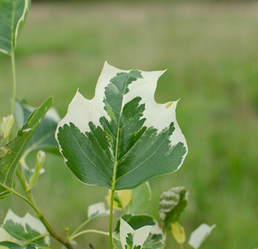 Liriodendron Snow Bird 16.5 Litre