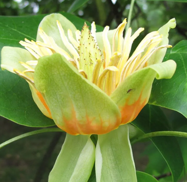 Liriodendron tulipifera 12 Litre