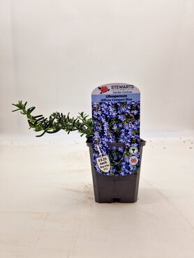 Lithodora Compact Blue 9cm