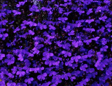 Lobelia (Bush) Crystal Palace 7cm