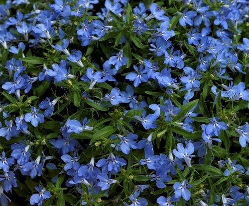 Lobelia Bush Light Blue 6 Pack