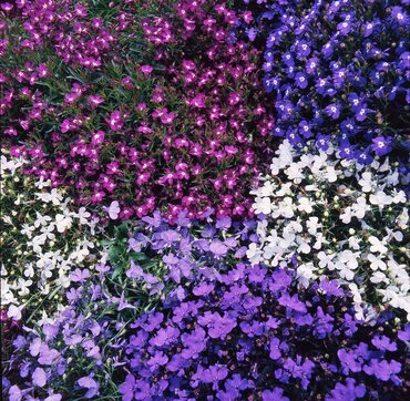 Lobelia Bush Mix 6 Pack