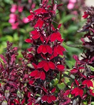 Lobelia Fan Burgundy 3 litre