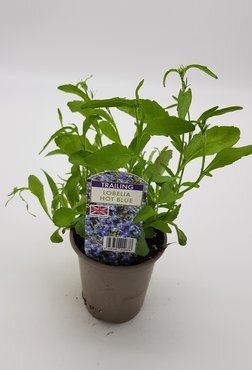 Lobelia Hot Blue 10.5cm - image 2