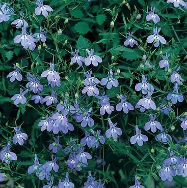 Lobelia Hot Blue 10.5cm - image 1