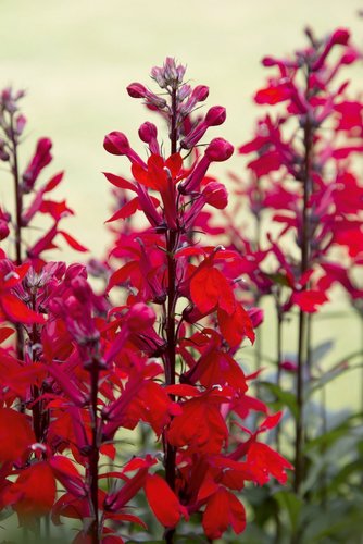 Lobelia Queen Victoria 2 Litre