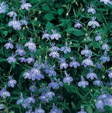 Lobelia Ricardii Plug