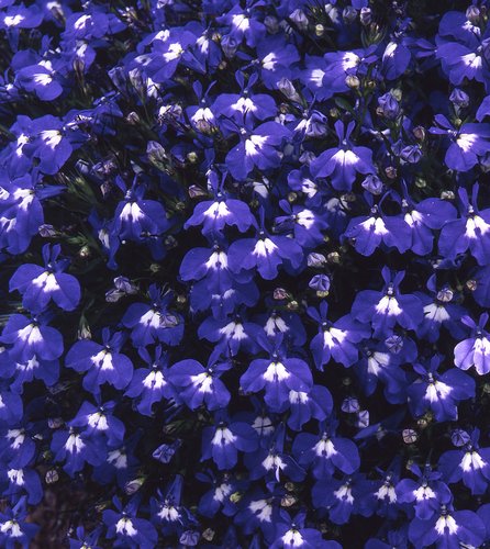 Lobelia Sapphire 20 plug pack