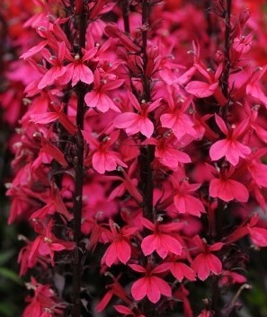 Lobelia Starship Deep Rose 3 Litre