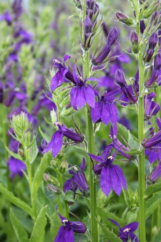 Lobelia Starship Blue 3 Litre