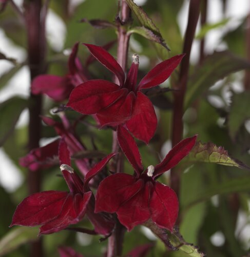 Lobelia Starship Burgundy 3 Litre