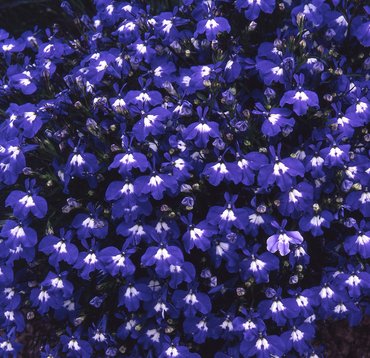 Lobelia Trailing Dark Blue 6 Pack