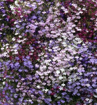 Lobelia (Trailing) Fountain Mixed 7cm