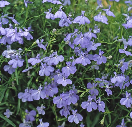 Lobelia Trailing Light Blue 6 Pack