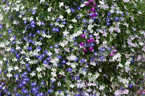 Lobelia Trailing Mix 6 Pack