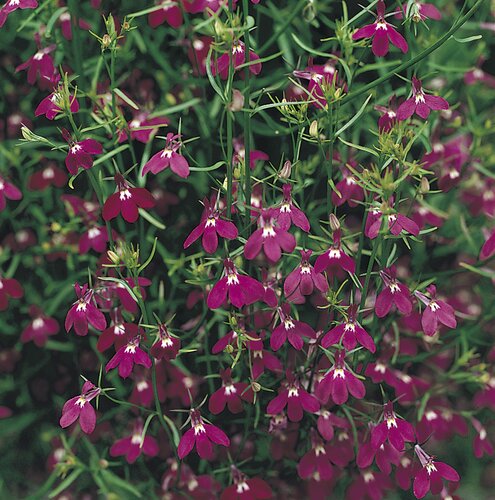 Lobelia Trailing Red 6 Pack