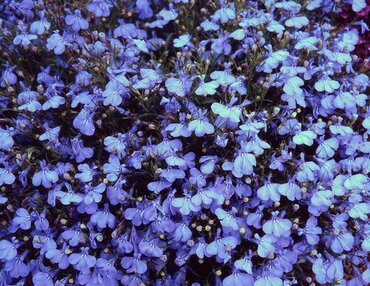 Lobelia Upright Cambridge Blue Jumbo Six Pack