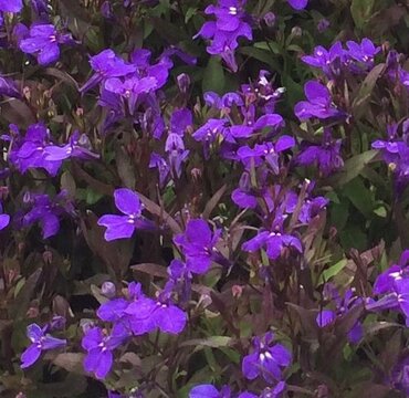 Lobelia Upright Crystal Palace Jumbo Six Pack