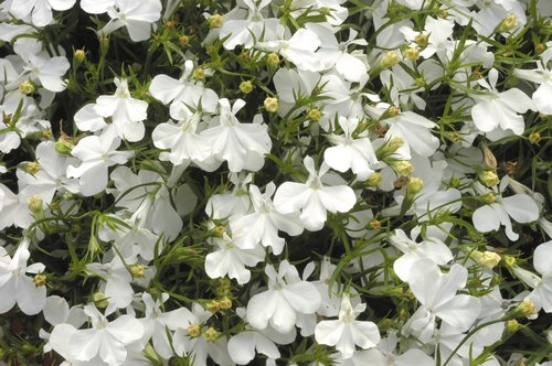 Lobelia Upright White 6 Pack