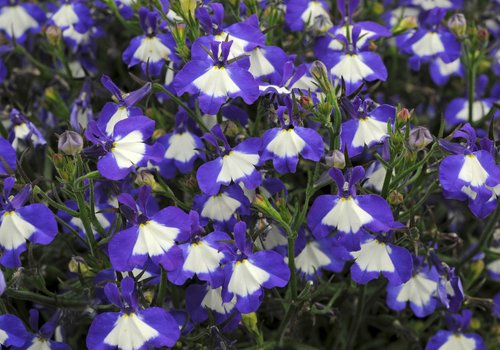 Lobelia Waterfall Blue Ice Plug