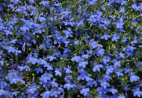 Lobelia Waterfall Blue Plug