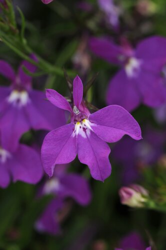 Lobelia Waterfall Purple Plug