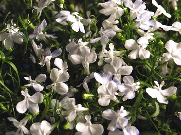 Lobelia Waterfall White Sparkle Plug