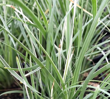 Lomandra Arctic Frost 3 Litre