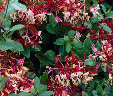 Lonicera 'Belgica' 3 Litre