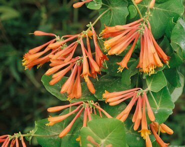 Lonicera 'Dropmore Scarlet' 3 Litre