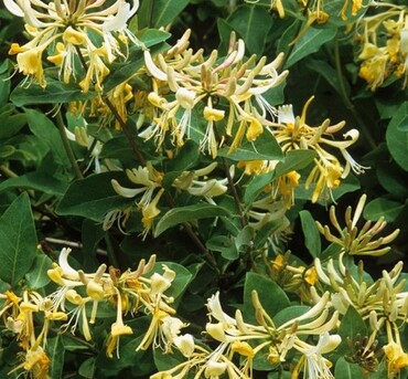 Lonicera Graham Thomas 1.5m on Trellis 20 Litre