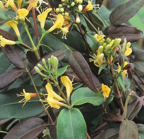 Lonicera Henryi Copper Beauty 3 Litre