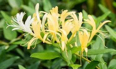 Lonicera japonica 'Halliana' 3 Litre