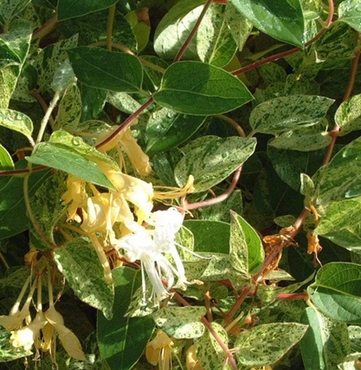 Lonicera Mint Crisp 3 Litre