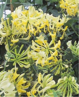 Lonicera Scentsation 3 litre