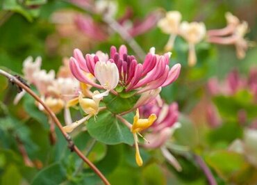 Lonicera Serotina 3 Litre