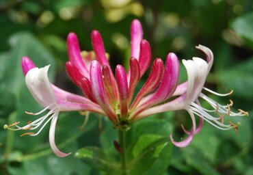 Lonicera 'Serotina' 3 Litre