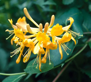 Lonicera Tellmanniana 3 Litre