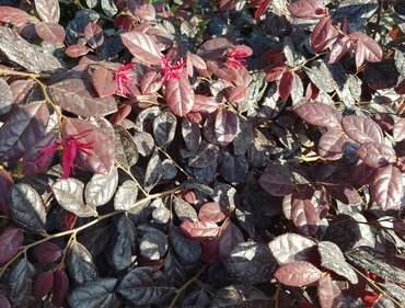 Loropetalum Mix 19cm