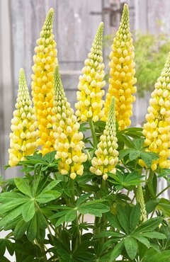 Lupin Desert Sun 5 litre