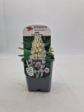 Lupin Gallery White 9cm