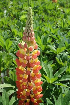 Lupin Gladiator 5 Litre