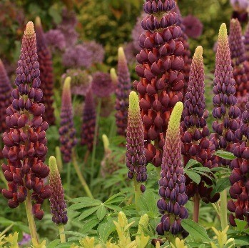 Lupin Masterpiece 2 Litre