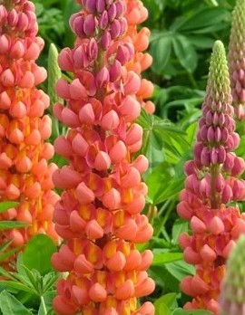 Lupin Terracotta 2 Litre