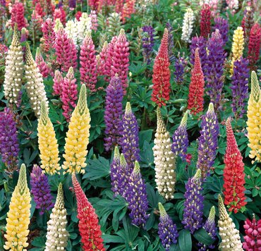 Lupins Mixed 7cm